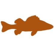 Bayside Brewing Co. logo