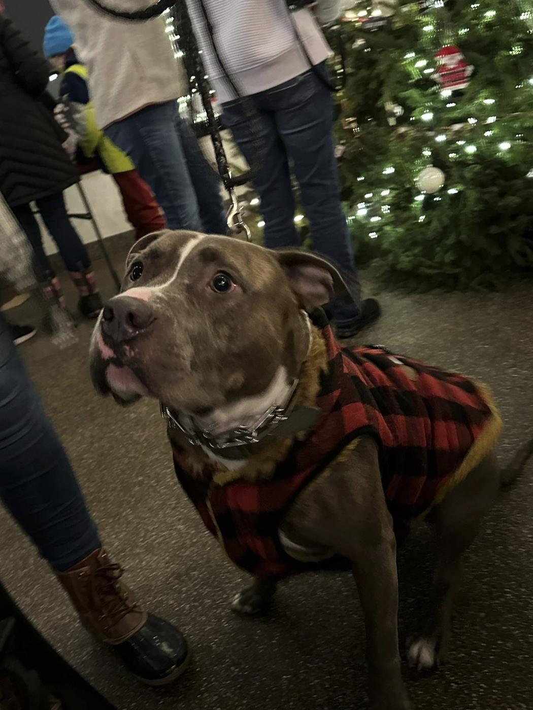 Pit Point IPA by Cold Iron Brewing