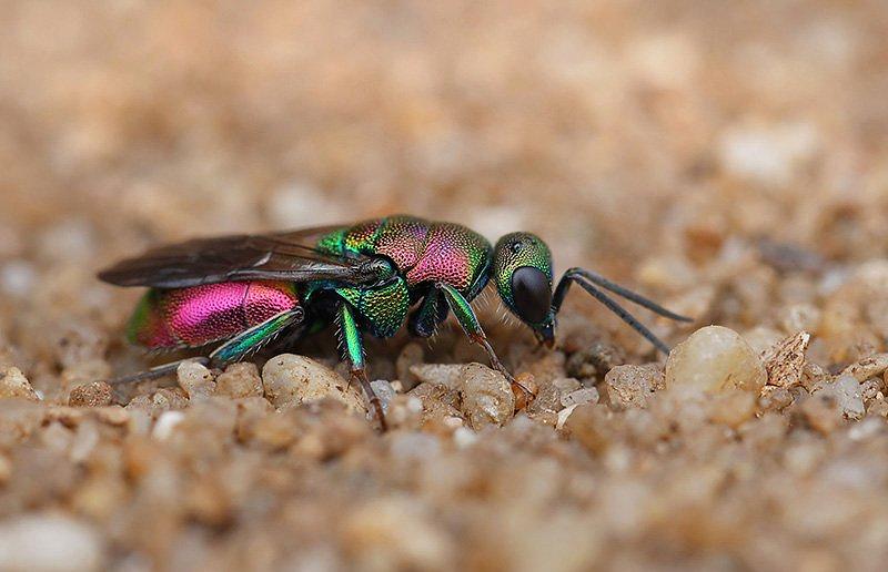 Jewel Wasp by Watts Brewing Company