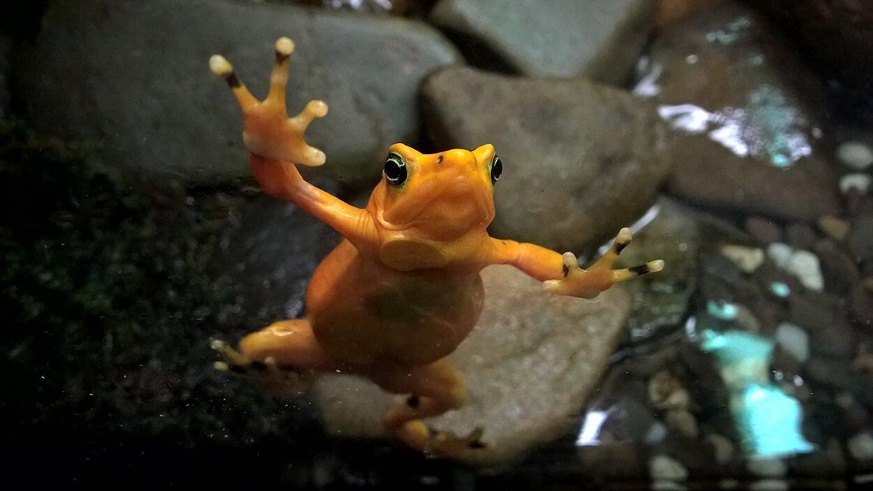 Panamanian Golden by Black Frog Brewing Co